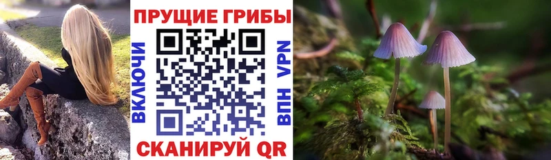 кракен как войти  Николаевск-на-Амуре  Псилоцибиновые грибы Psilocybe  наркотики 